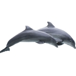 В34 Два дельфина черные 2,4 х 1,1 м